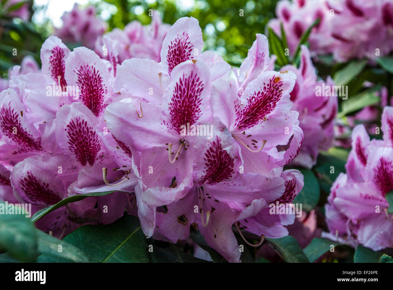 Pink Rhodos Close up of pink rhododendron flowers Stock Photo - Alamy