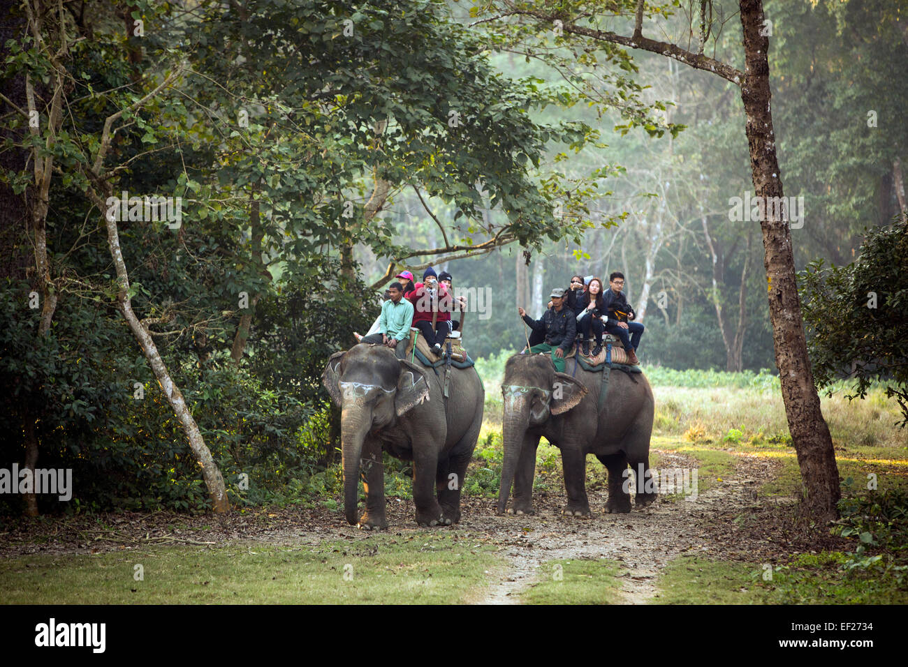 Tourists on jungle safari by elephant - Chitwan National Park - Nepal. Stock Photo
