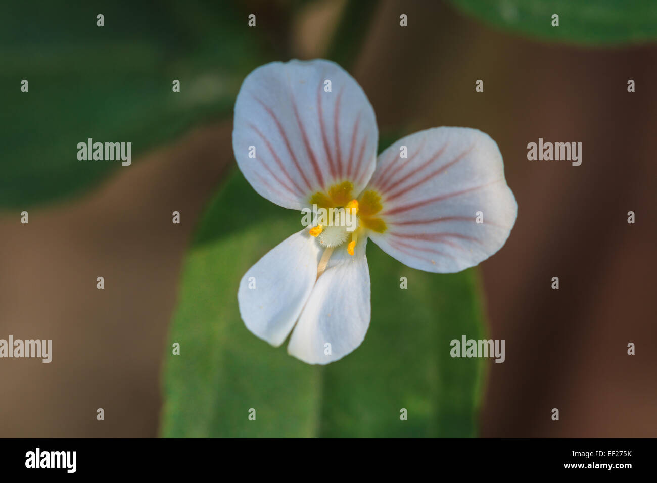 beautiful wild flower in forest, nature background Stock Photo - Alamy