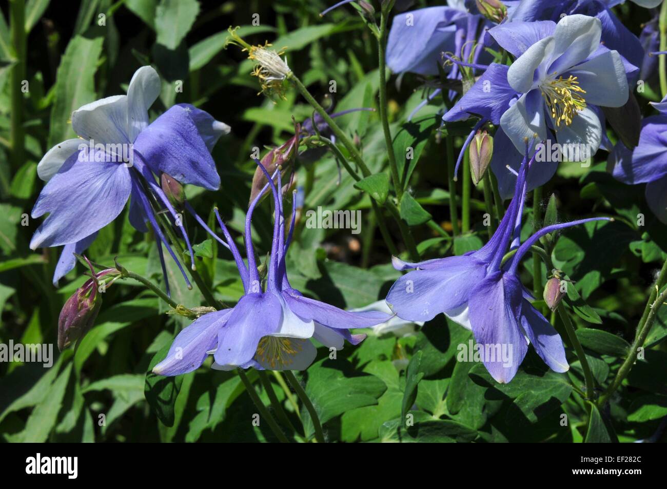 Drooping Columbine in Park Stock Photo