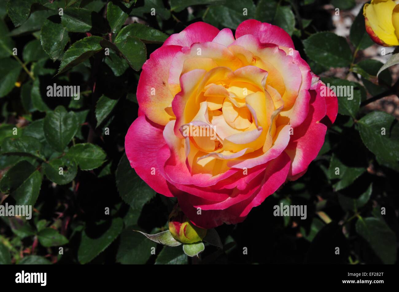 Pink/yellow Hybrid Tea Rose - Large blossom. Stock Photo