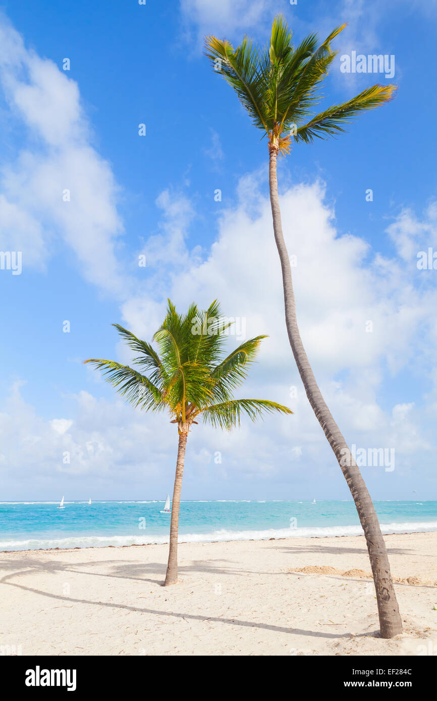 Two palm trees growing on sandy beach. Coast of Atlantic ocean, Dominican republic Stock Photo
