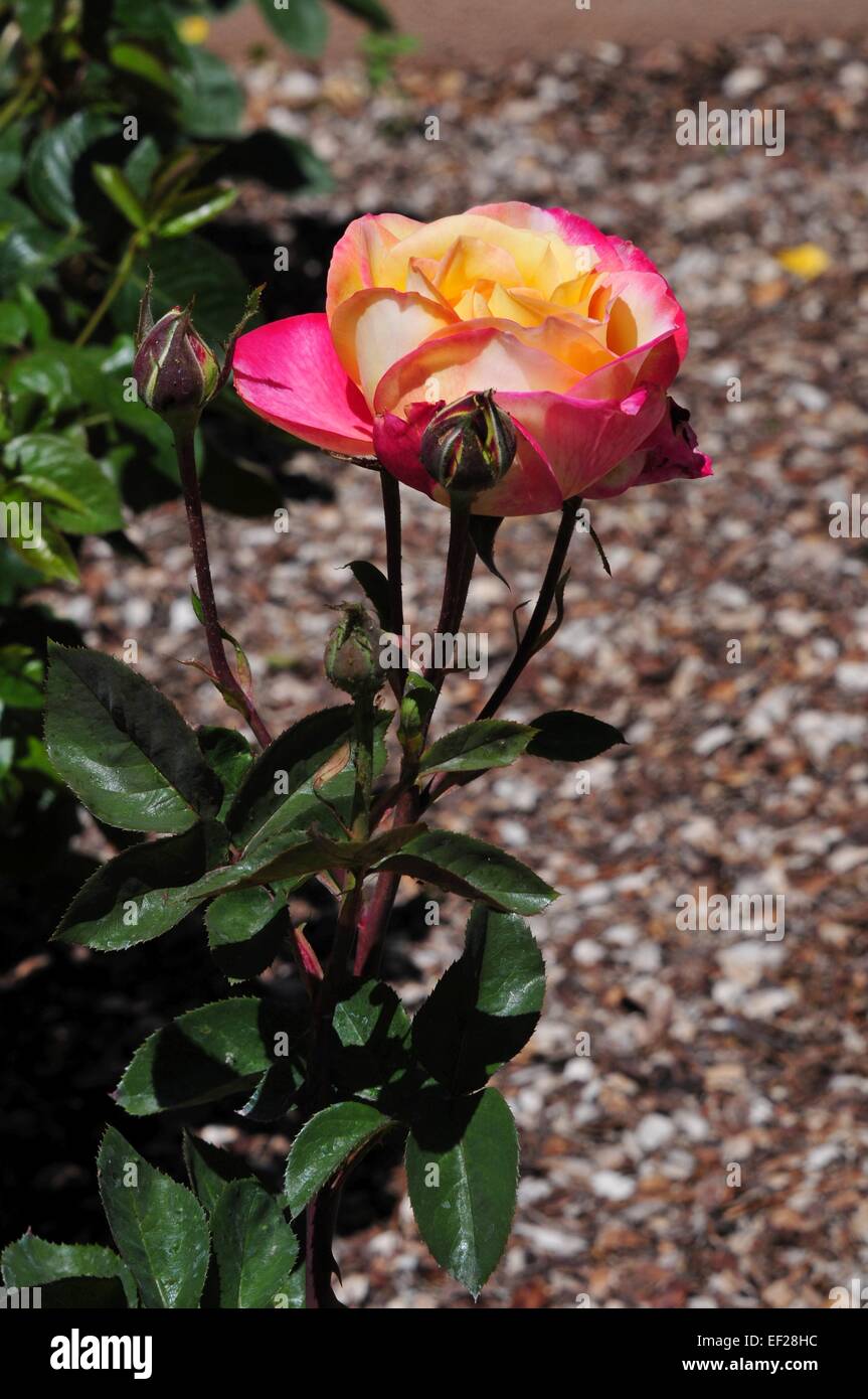 Pink/yellow Tea Rose blossom surrounded by buds. Stock Photo