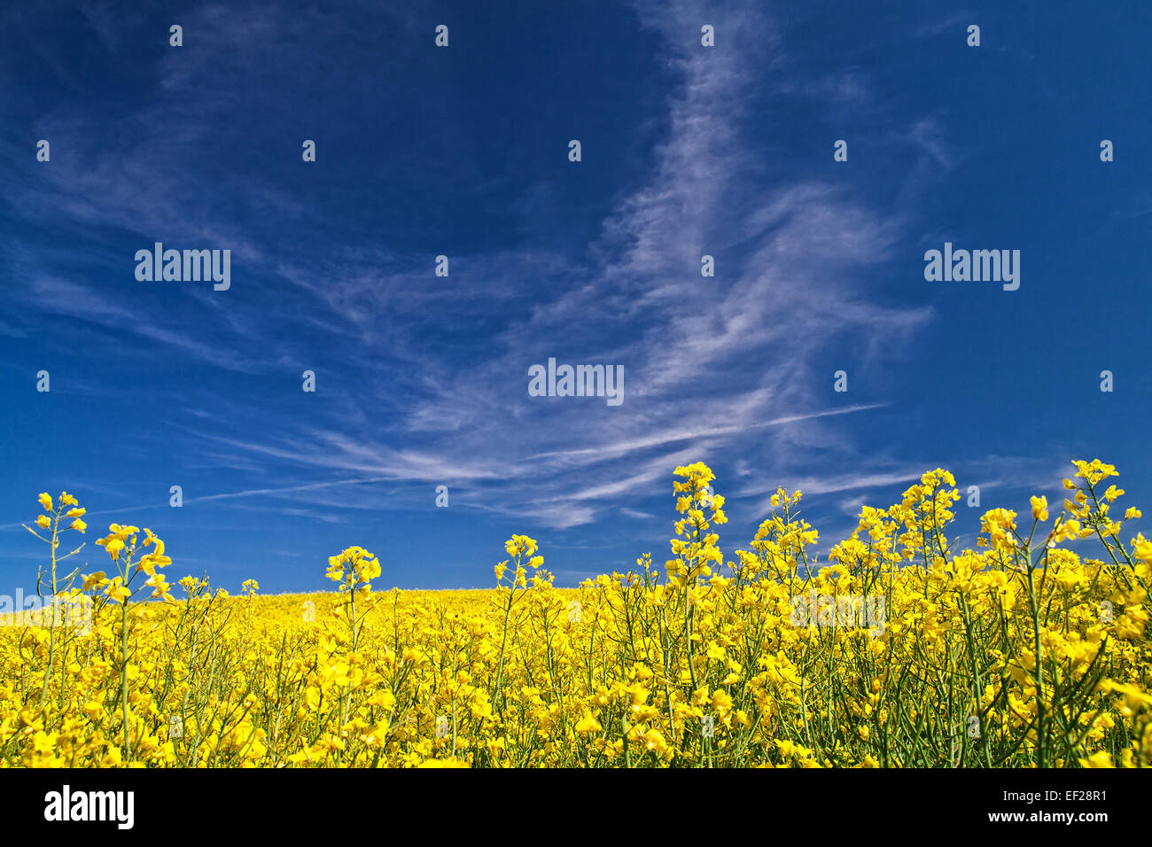 A rape field with blue sky Stock Photo - Alamy