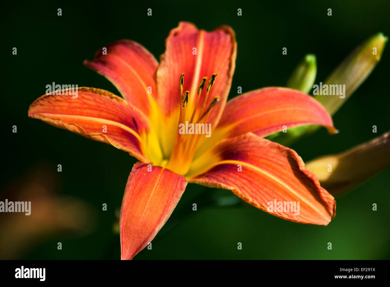 Daylily flower bloom in summer garden Stock Photo Alamy