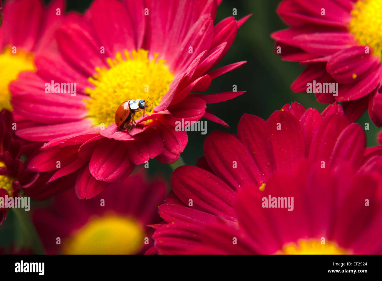 Ladybug crawling on red chrysanthemum flowers in fall garden. Stock Photo