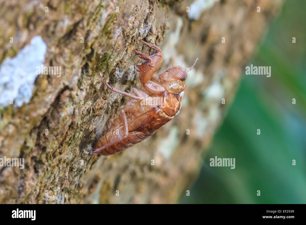 cicada shell which leave on the tree,insect from Thailand Stock Photo
