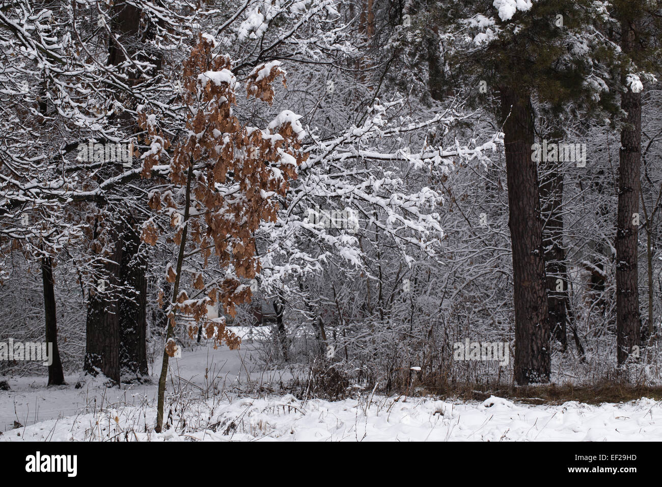 Oak tree in winter hi-res stock photography and images - Alamy