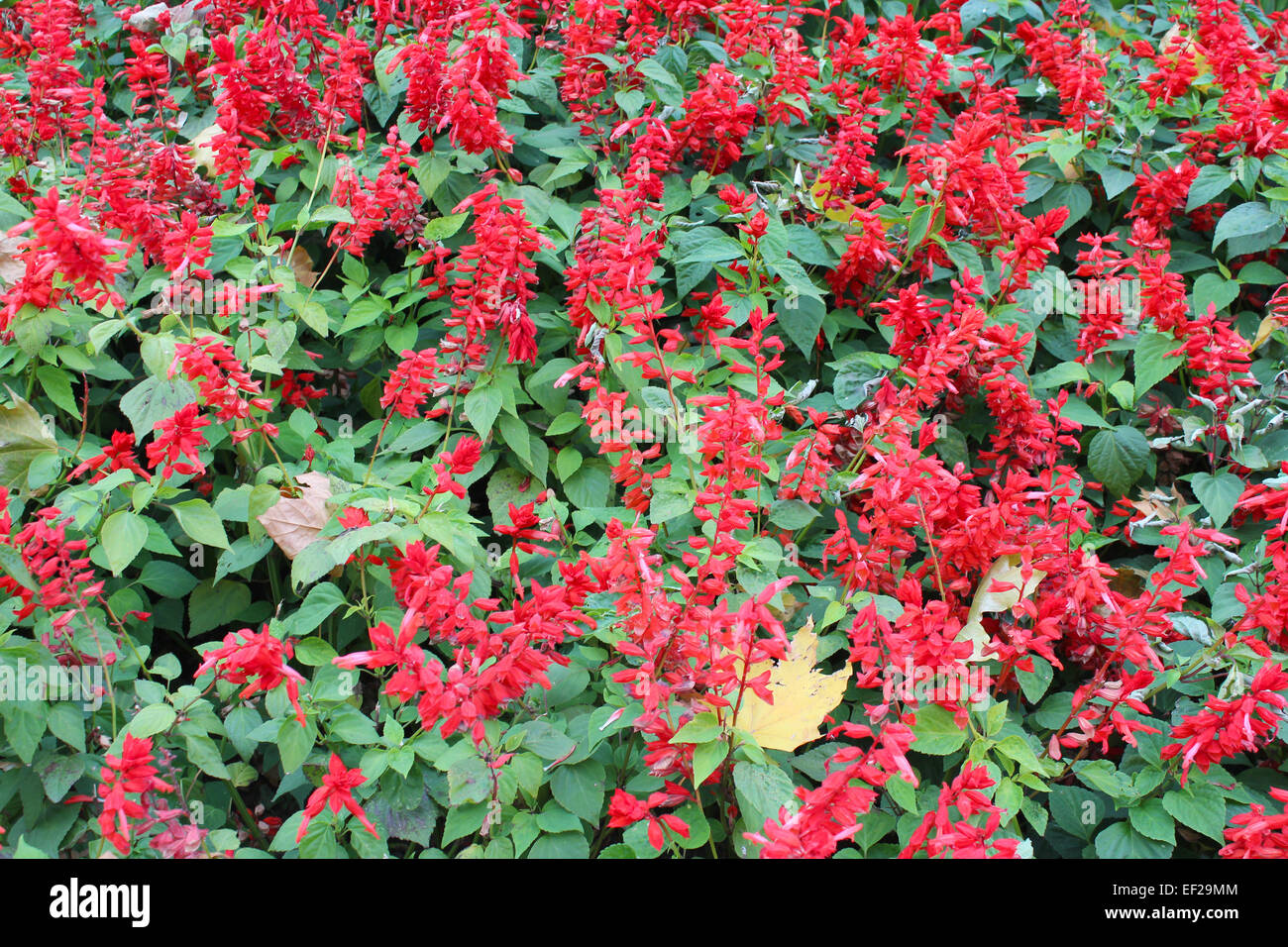 beautiful bed with red flowers of salvia Stock Photo