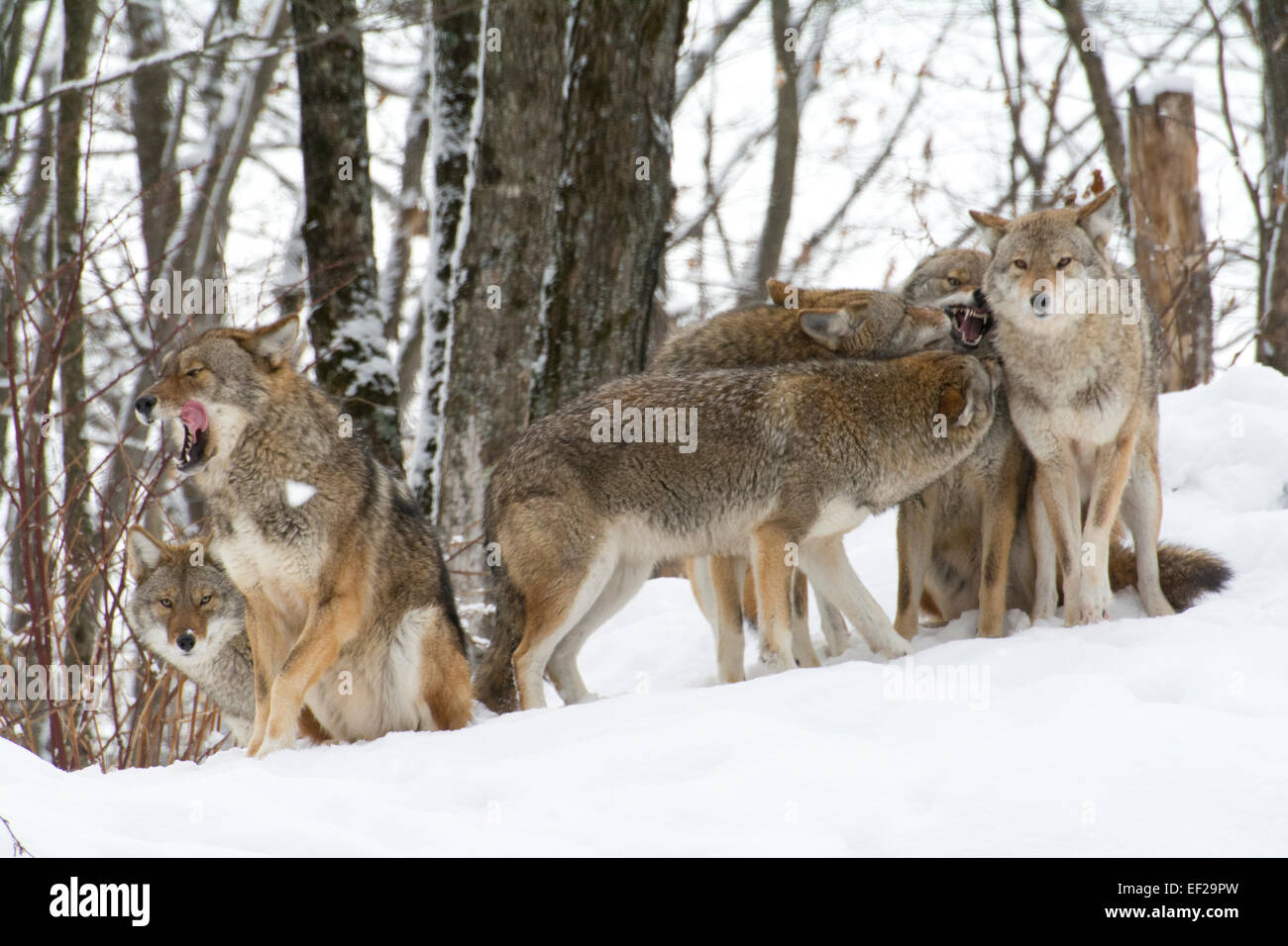 A group of Coyotes Stock Photo Alamy