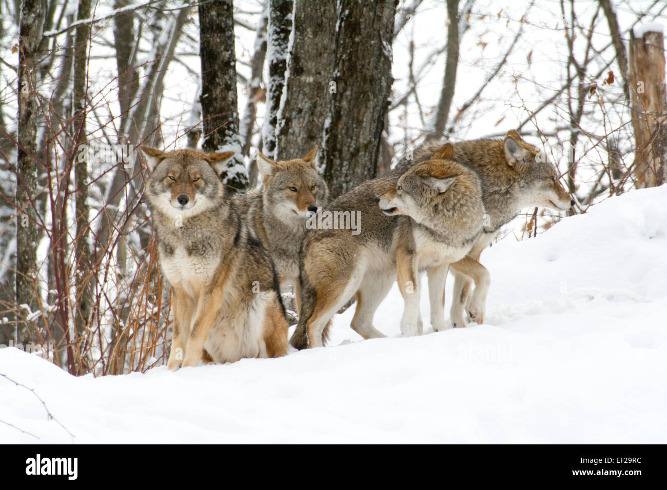 American Jackal Stock Photos & American Jackal Stock Images - Alamy