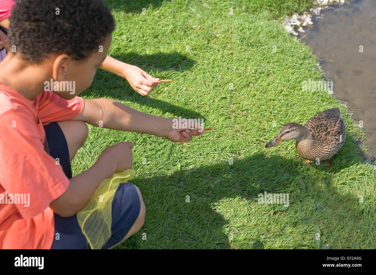 Children feeding a duck Stock Photo