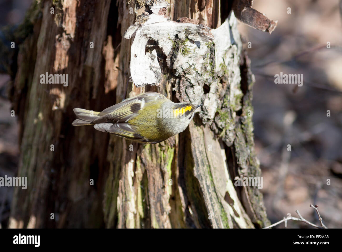 Goldcrest (Regulus regulus).Wild bird in a natural habitat. Timirjazevsky park, Moscow. Russia. Stock Photo