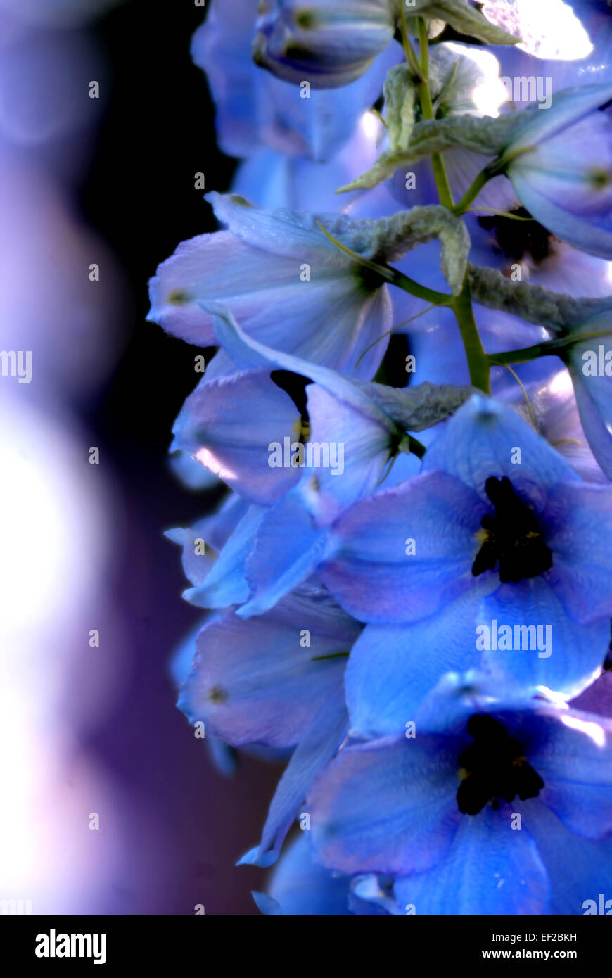 Delphinium in bloom garden hi-res stock photography and images - Alamy