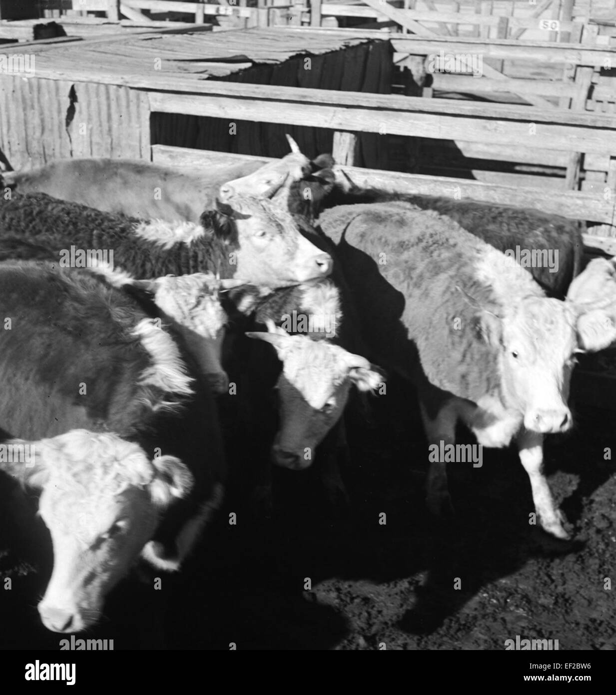 https://c8.alamy.com/comp/EF2BW6/cattle-in-pen-texas-pacific-railway-company-EF2BW6.jpg