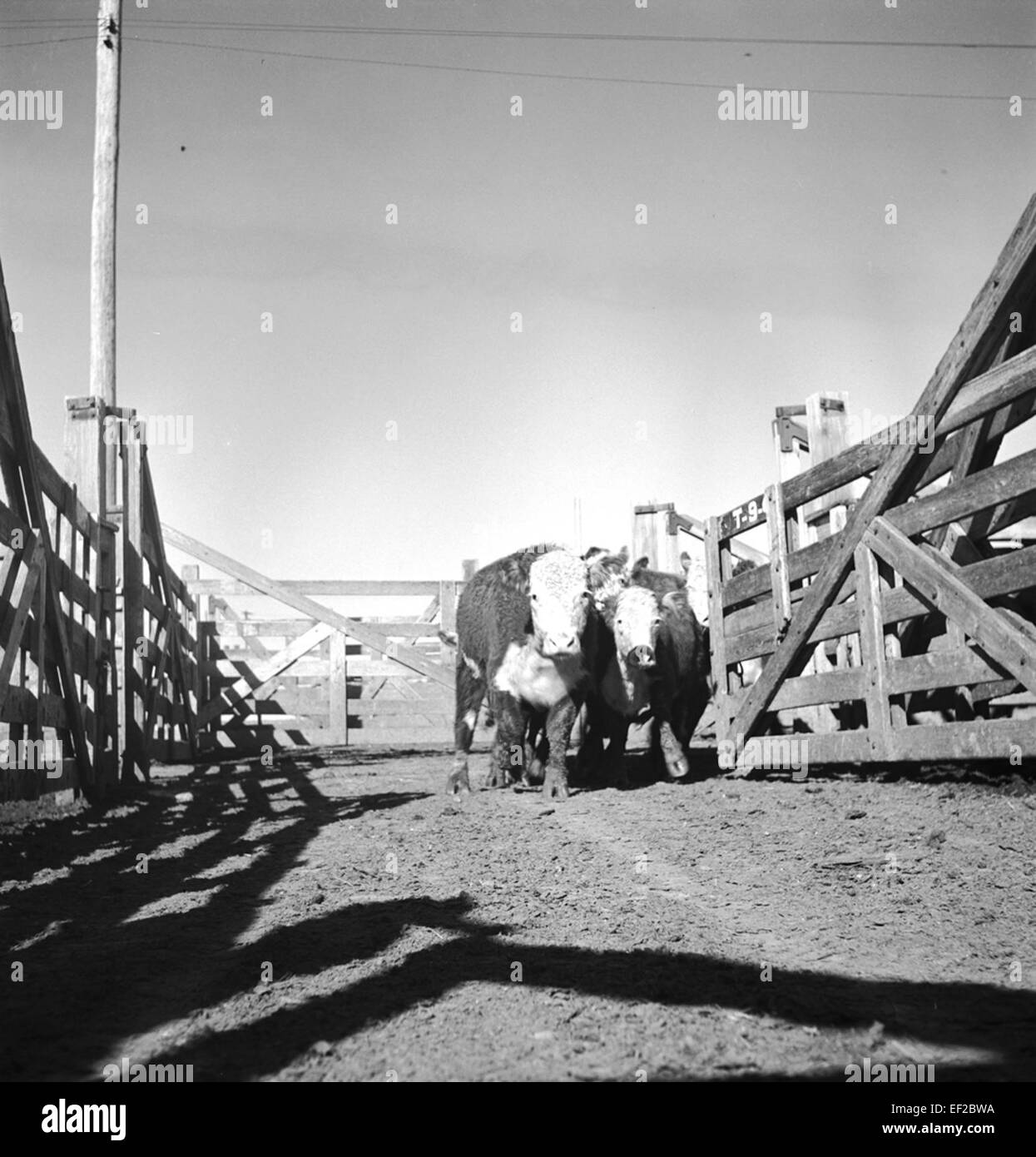 [Cattle Stockyards, Texas & Pacific Railway Company] Stock Photo Alamy