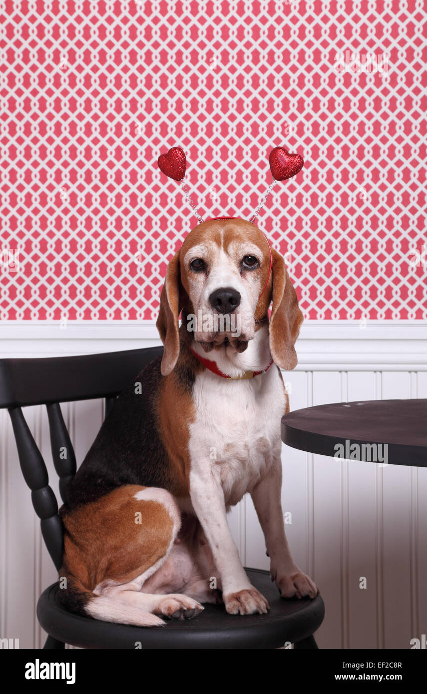 Cute dog wearing a Valentine's Day red heart head boppers while sitting on a chair next to a table Stock Photo