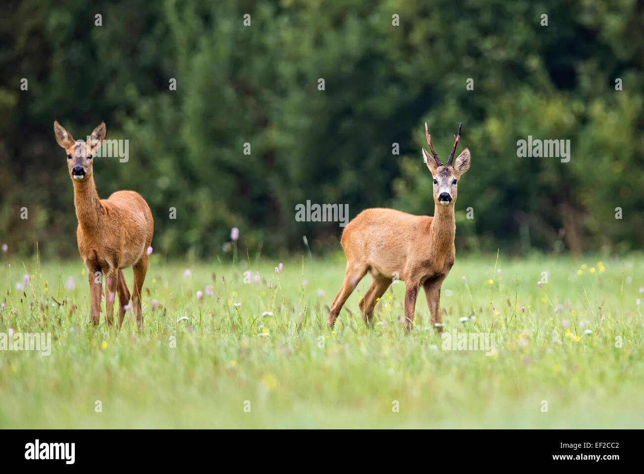 Buck deer with roe-deer in the wild Stock Photo