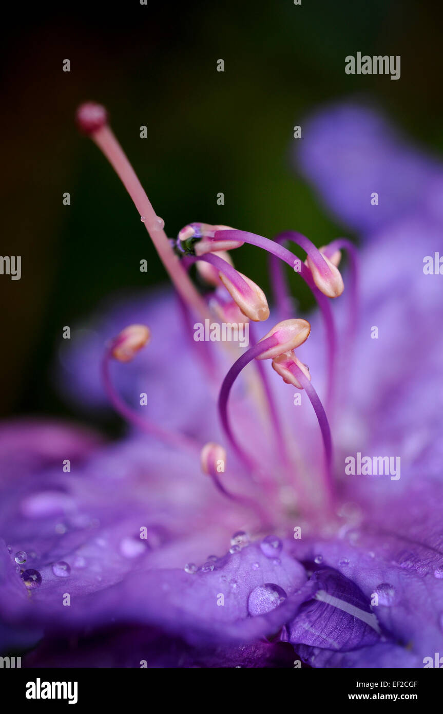 Stamens of a Rhododendron 'Blue Diamond' in close up in an English garden. Stock Photo