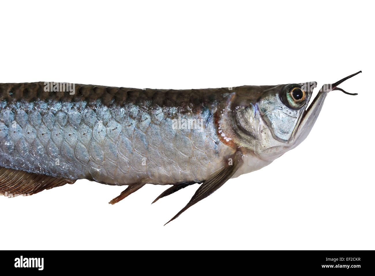 Arowana fish (Osteoglossum biccirhosum) isolated on white background Stock Photo