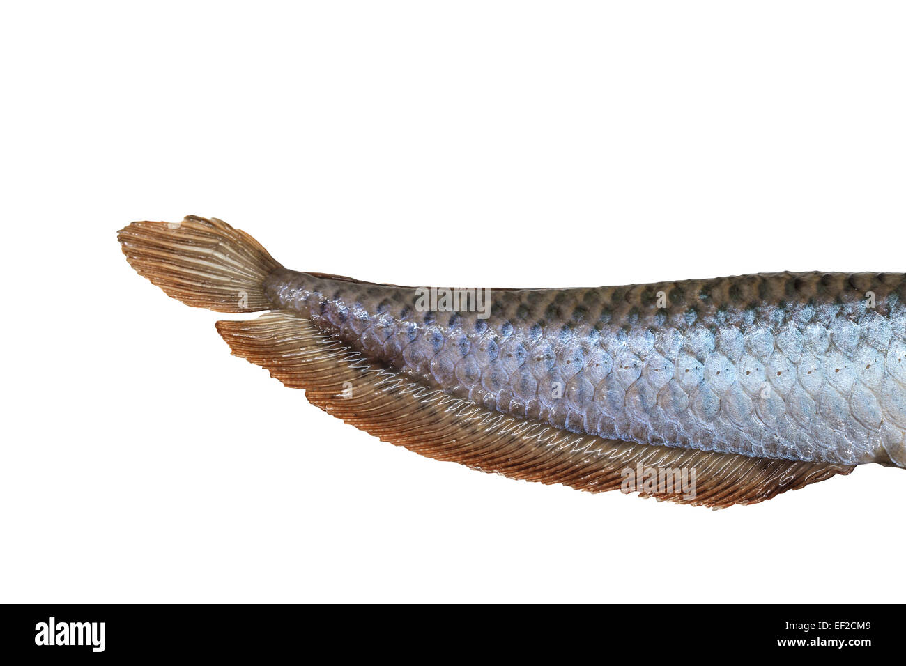 Tail of Arowana fish (Osteoglossum biccirhosum) isolated on white background Stock Photo