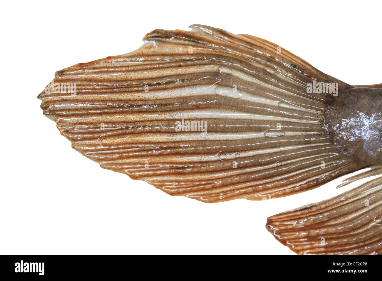 Tail of Arowana fish (Osteoglossum biccirhosum) isolated on white background Stock Photo