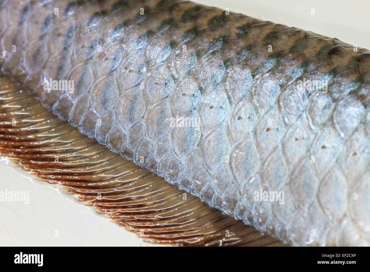 Arowana Scale, Scales of fresh water fish close up Stock Photo