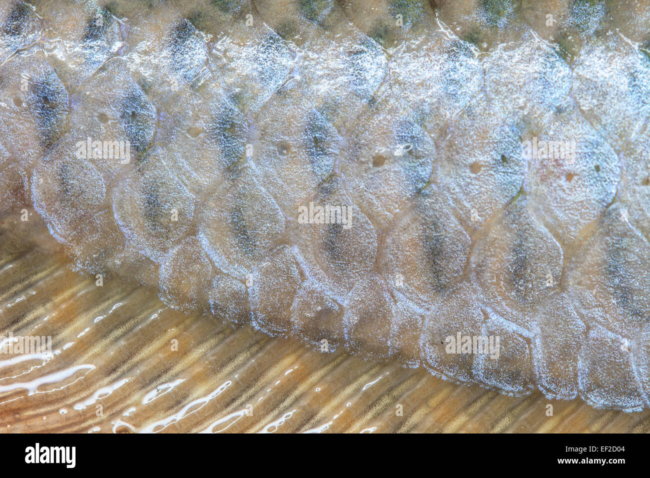 Arowana Scale, Scales of fresh water fish close up Stock Photo