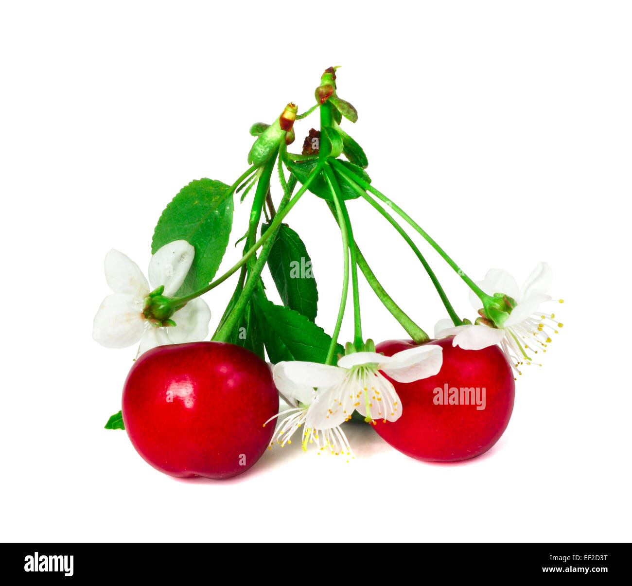 Cherry with leafs and flowers isolated on white background Stock Photo