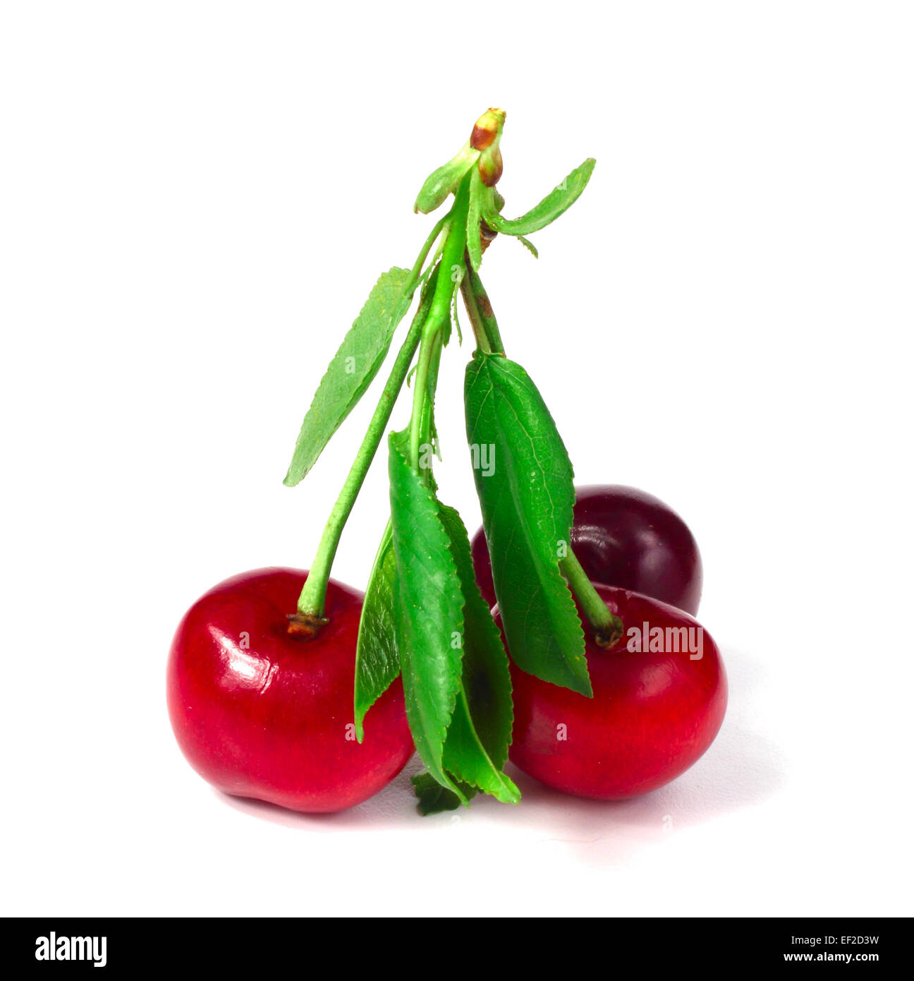 Cherry with leafs isolated on white background Stock Photo