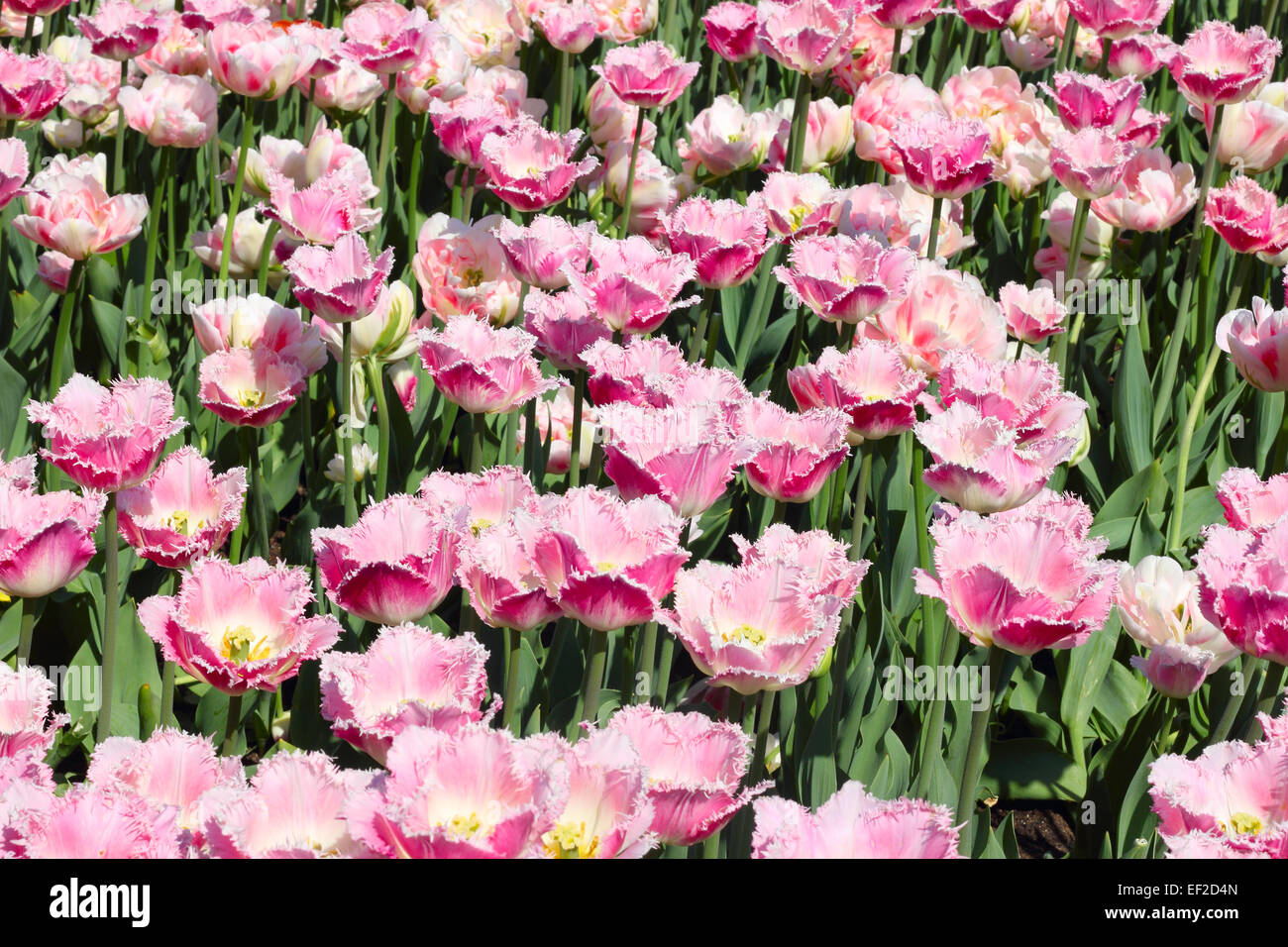 Beautiful spring pink tulips at sunny day Stock Photo - Alamy