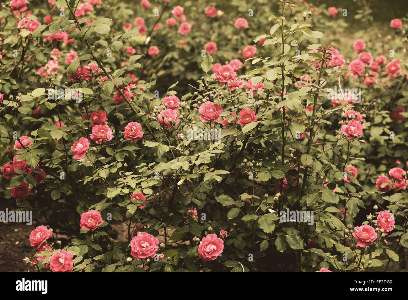 Red flowers in bush garden hi-res stock photography and images - Alamy