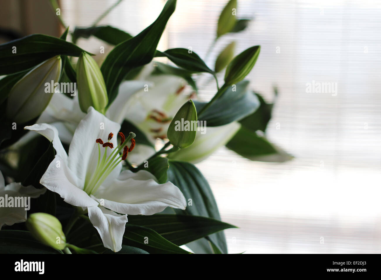 Beautiful fresh lily bouquet macro close up Stock Photo