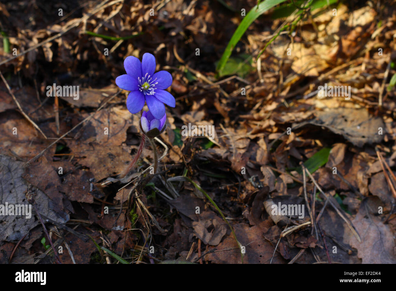 First spring flowers hepatica hi-res stock photography and images - Alamy