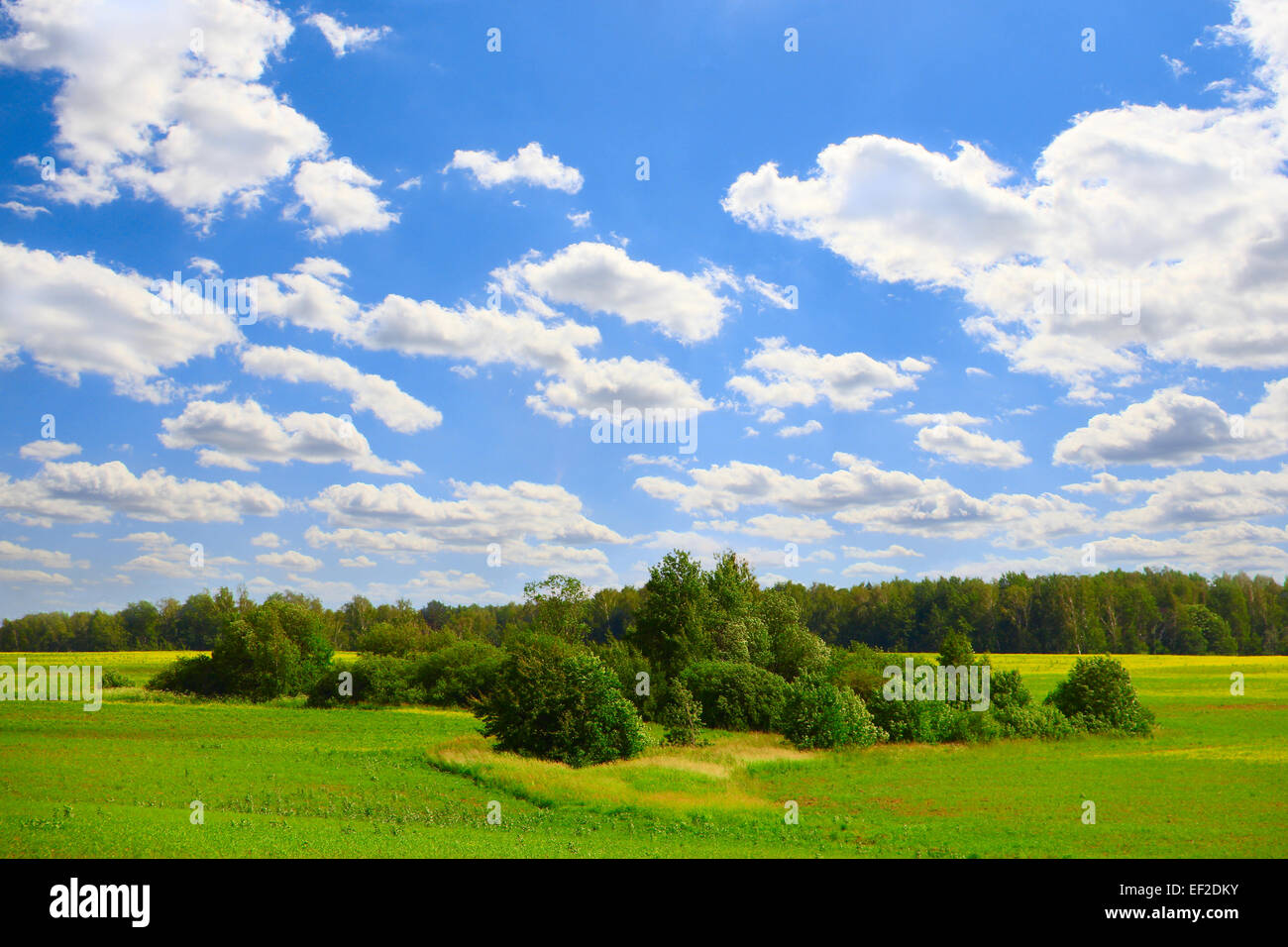 Beautiful view on field with rees under blue cloudy sky Stock Photo - Alamy