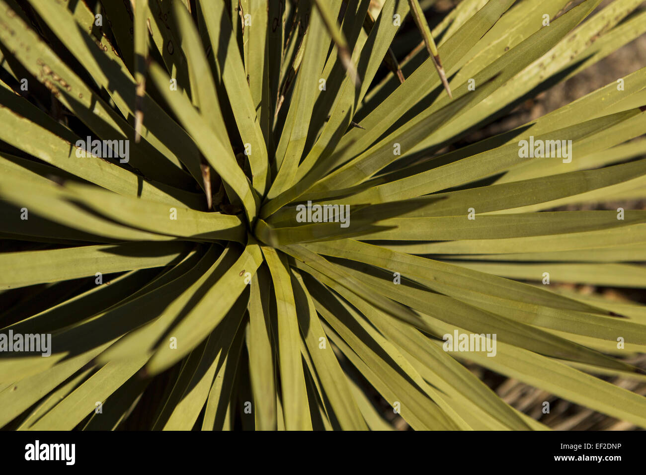 Trees From Ringo Los Angeles, California, USA. 25th Jan, 2015. Joshua trees are seen at ...