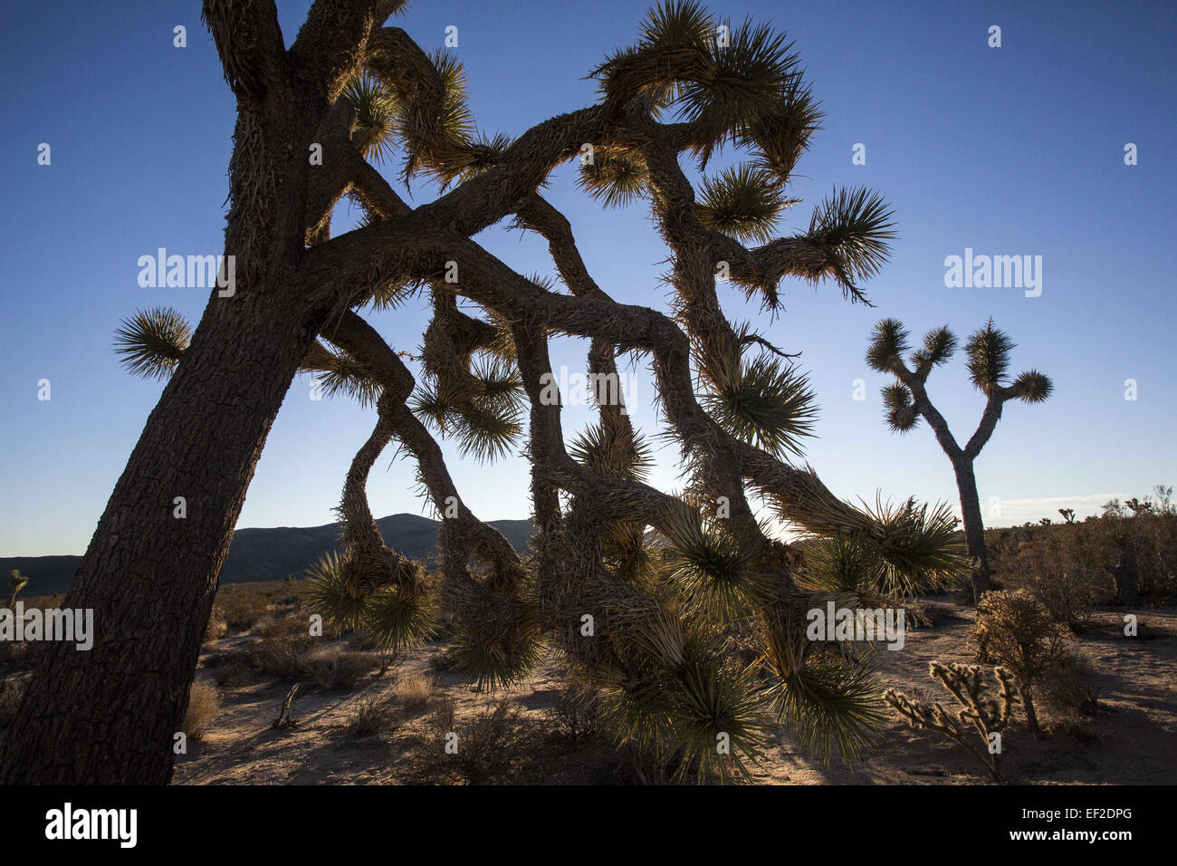 Trees From Ringo Los Angeles, California, USA. 25th Jan, 2015. Joshua trees are seen at ...