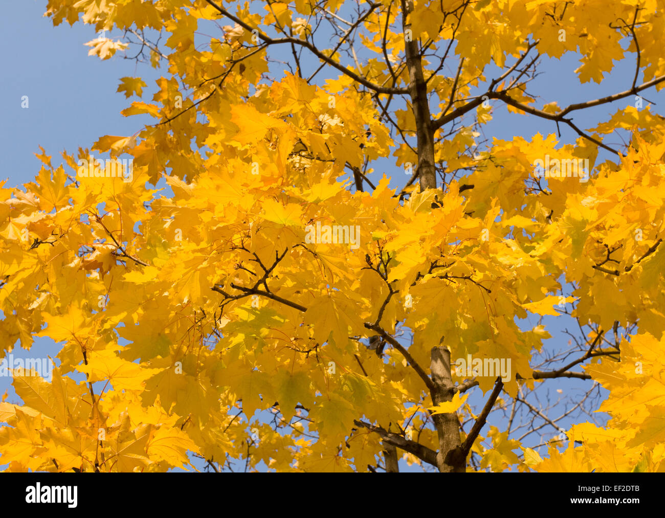 Yellow maple tree leaves hi-res stock photography and images - Alamy
