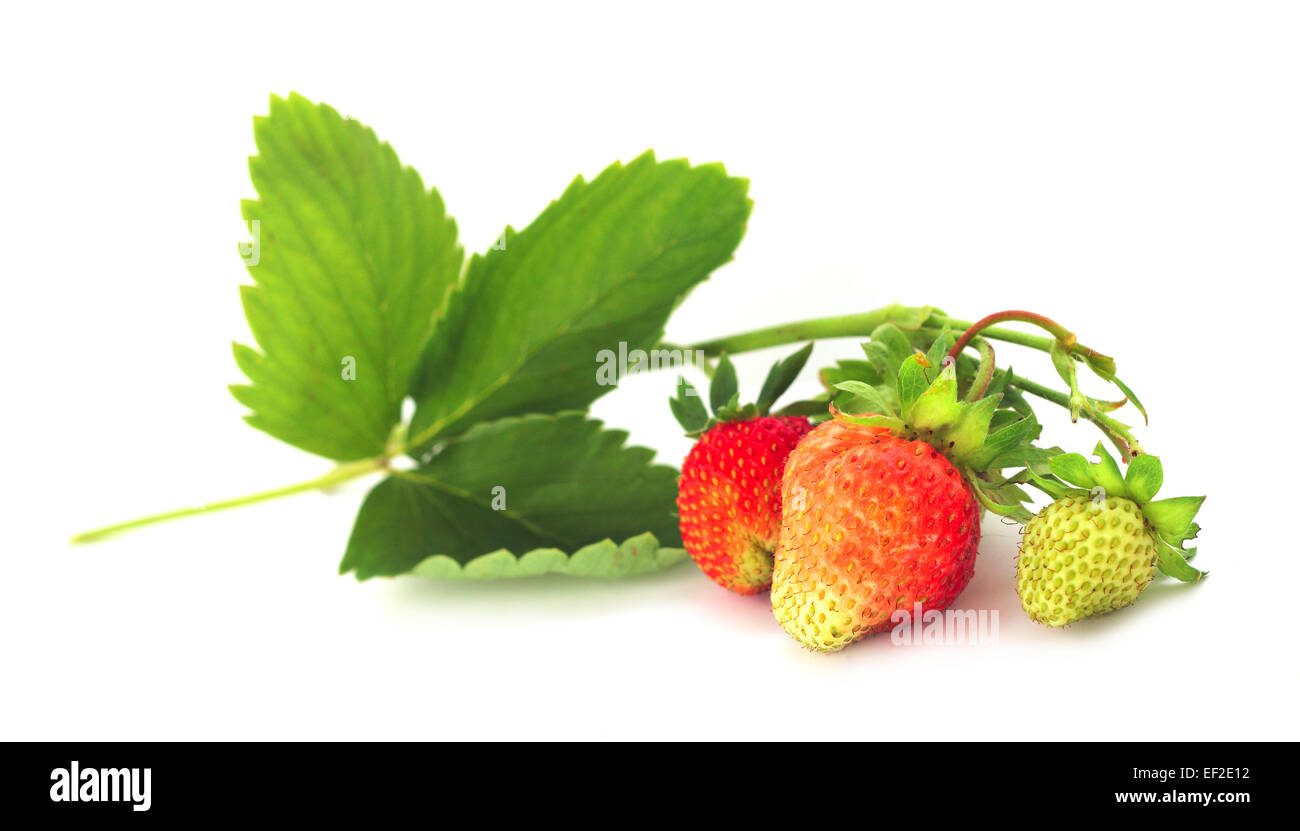 Strawberry with leaves isolated on white background Stock Photo