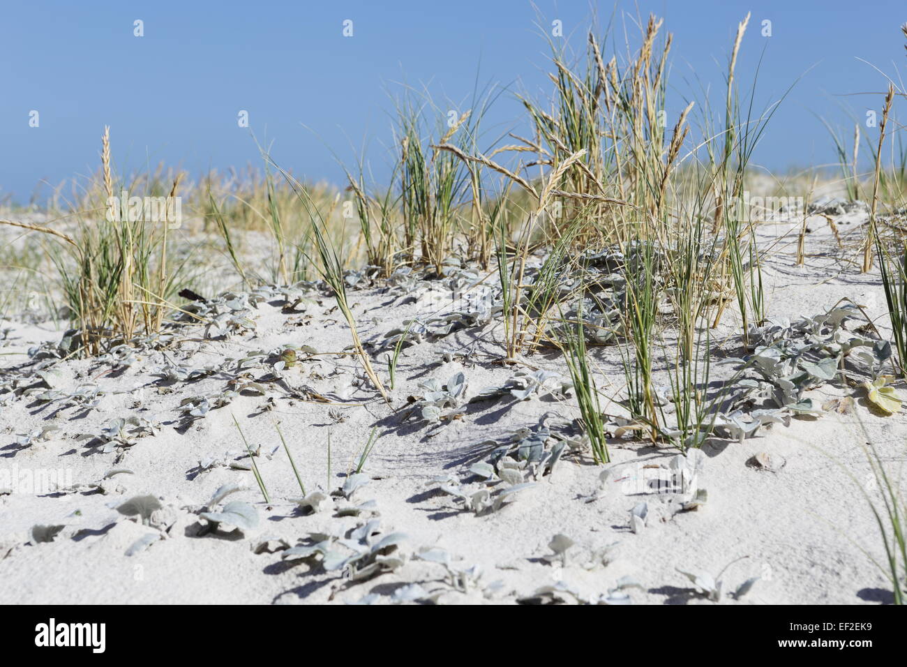 Sand dunes on Main Beach, Betty's Bay Stock Photo - Alamy