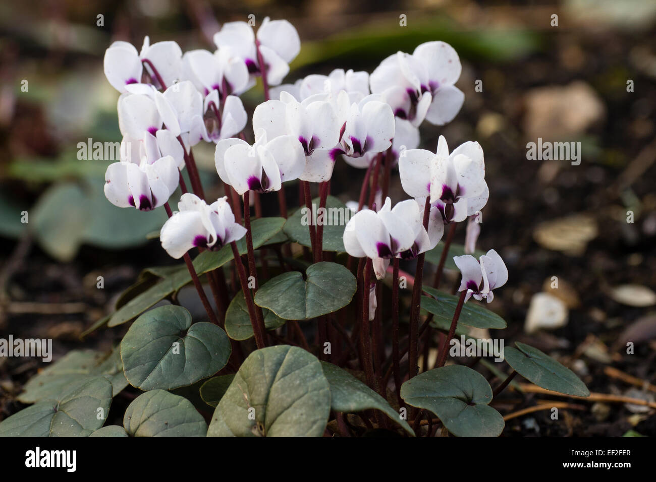 Weather spotted January flowers of the hardy tuber, Cyclamen coum 'Album' Stock Photo