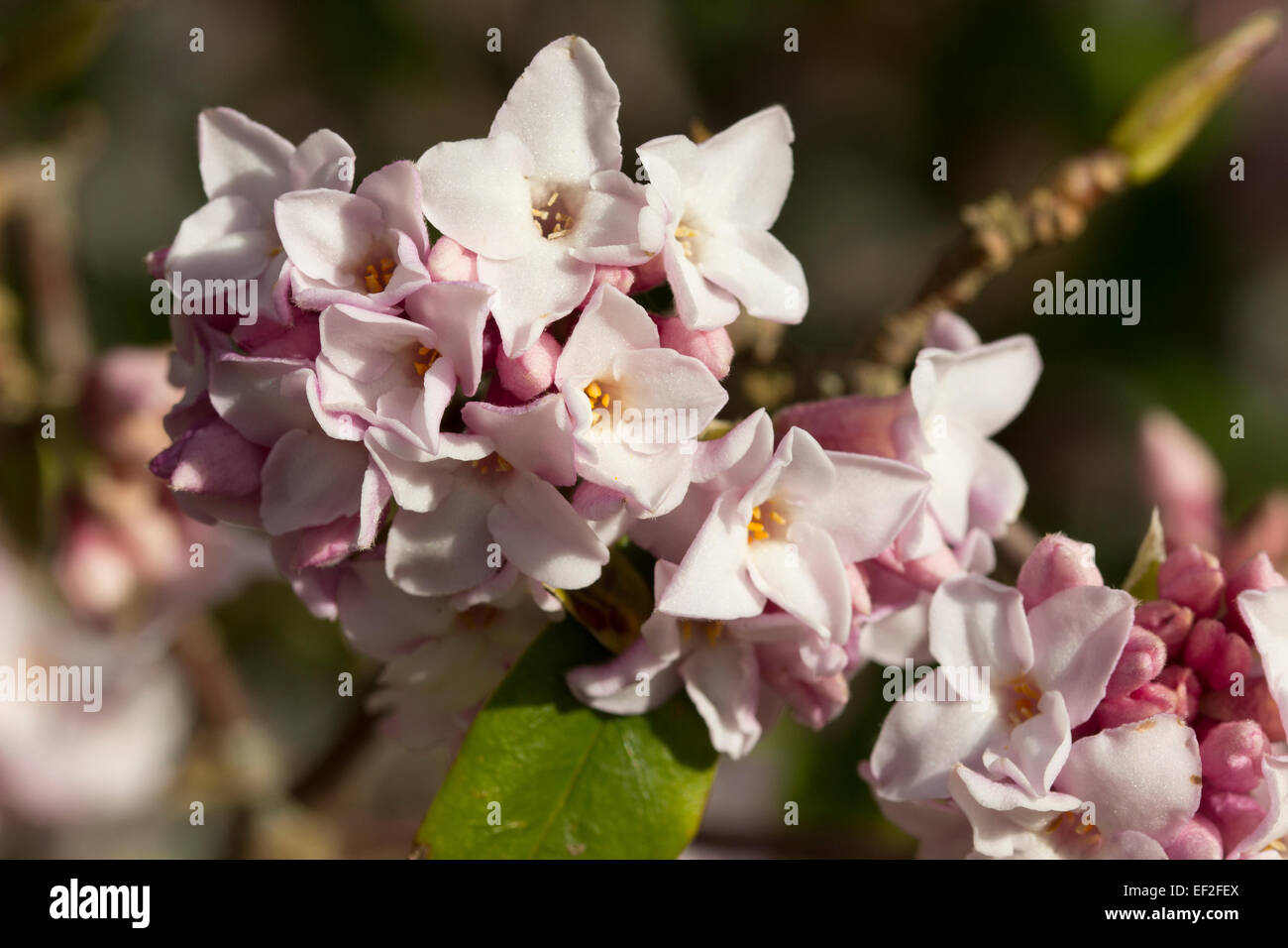 Fragrant winter flowers of the evergreen shrub, Daphne bholua 'Jaqueline Postill' Stock Photo
