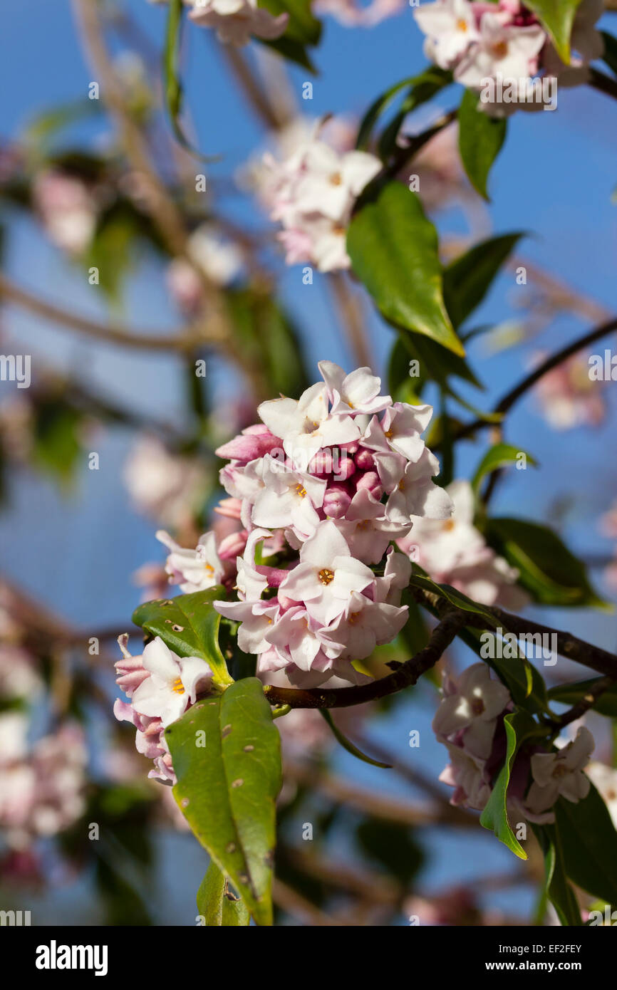 Fragrant winter flowers of the evergreen shrub, Daphne bholua 'Jaqueline Postill' Stock Photo