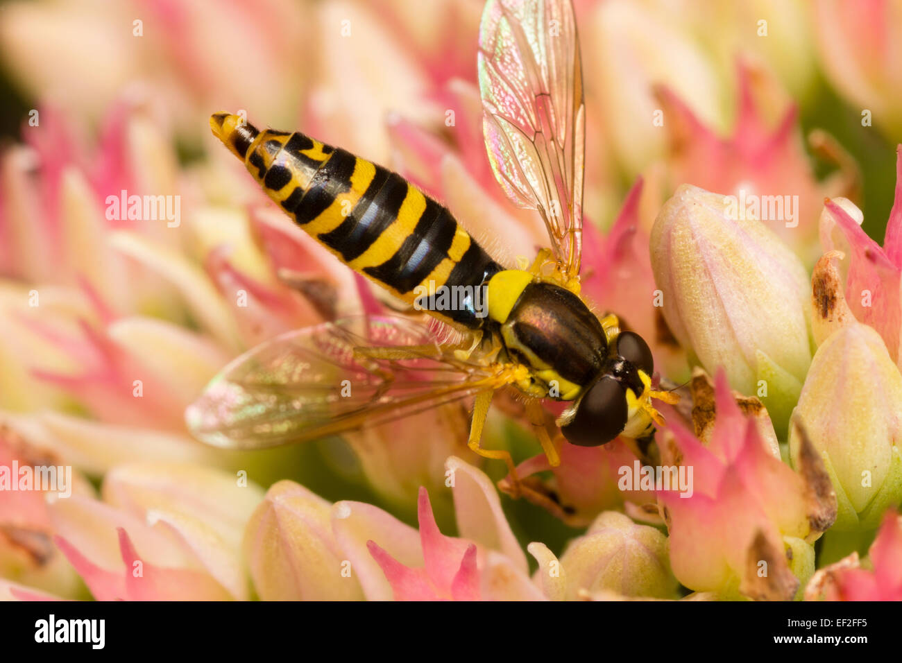 A female of the UK hoverfly, Sphaerophoria scripta, feeding on Sedum flowers Stock Photo