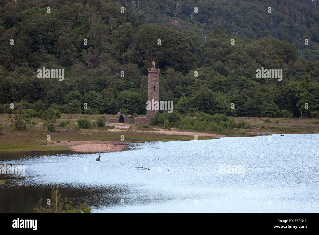 A cervine is taking a bath in Loch Shiel with the monument of Bonnie Prince Charlie in the Background. Stock Photo