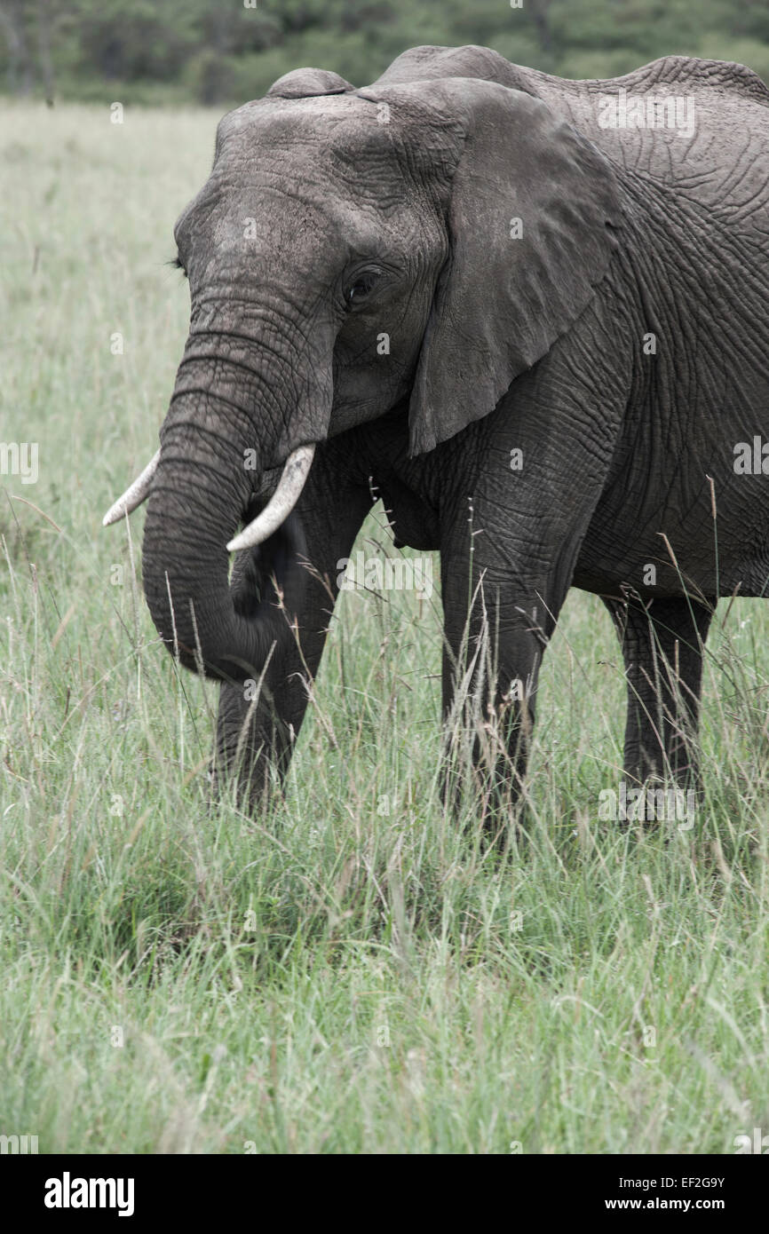 elephant in the savanna of Africa Stock Photo