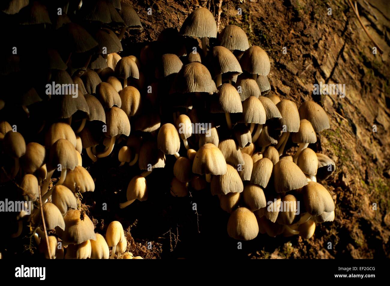 Clump of mushrooms hires stock photography and images Alamy