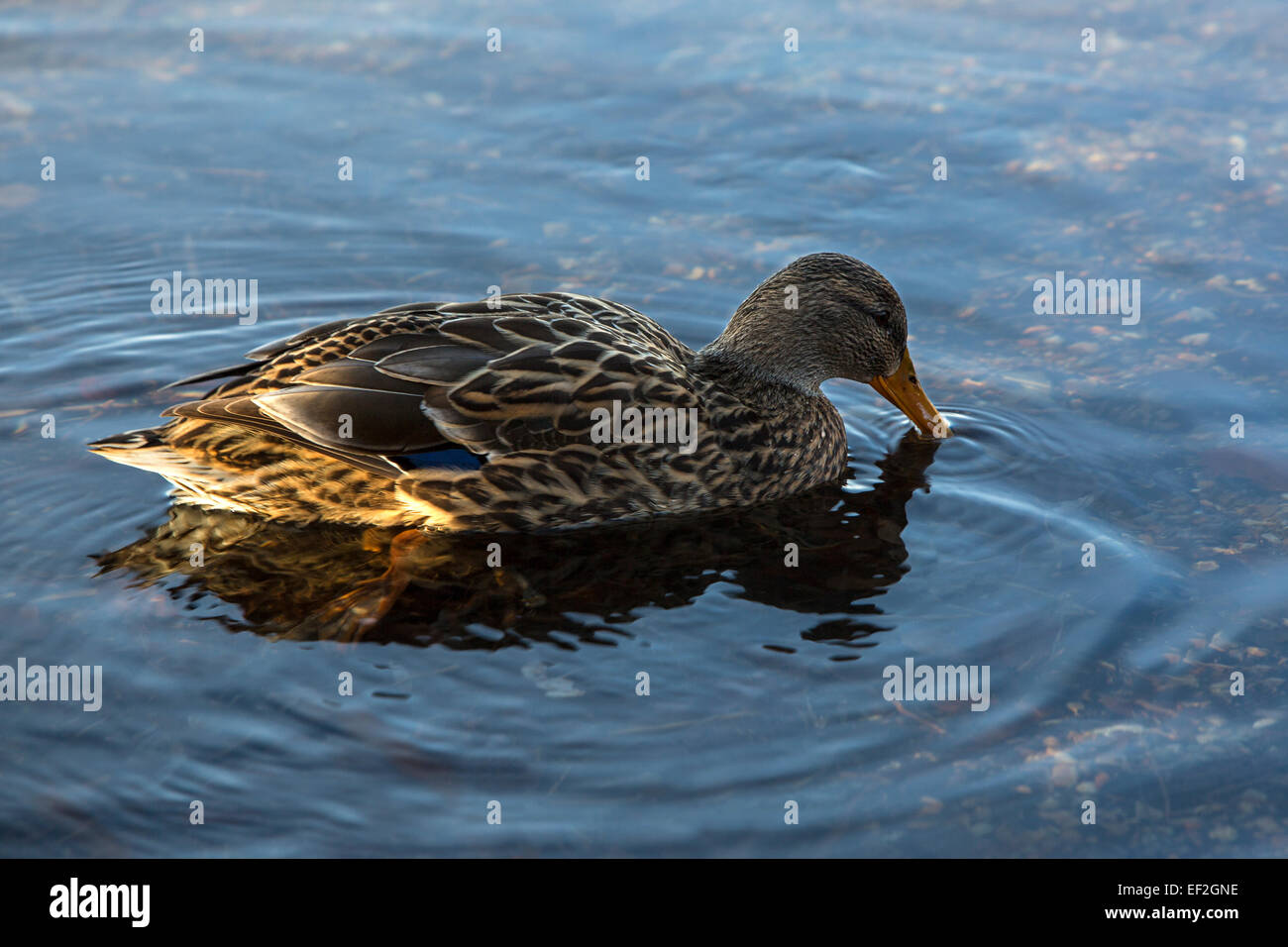 Female duck swimming on the lake in autumn Stock Photo