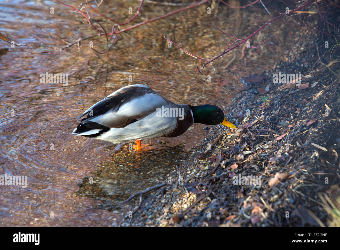 Colorful drake is searching for food at the lake in autumn Stock Photo