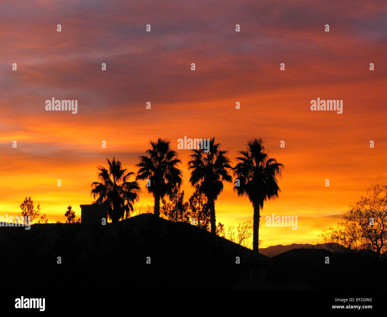 Palm trees silhouetted at sunset Stock Photo - Alamy